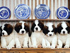 St. Bernard Puppies